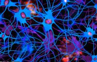 Brain Cells -  high resolution